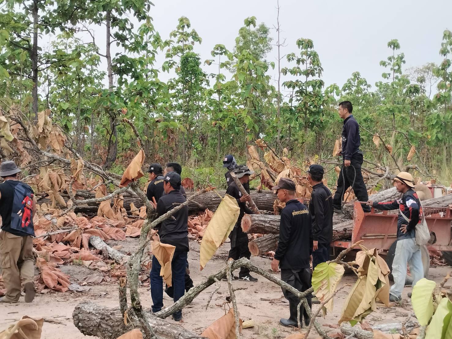 ปกครองแม่อายเข้ม! นำทีม ชรบ. ลาดตระเวนป่าชุมชนบ้านสันนาล้อม รวบไม้เถื่อนซุกป่า เร่งขยายผลล่าตัวมอดไม้มาดำเนินคดี